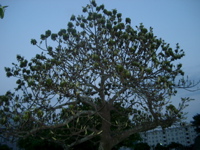IMGP4488