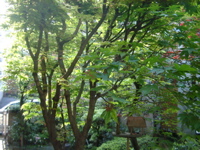 IMGP5786