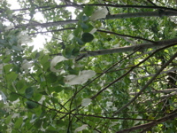 IMGP5812
