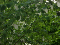 IMGP5813