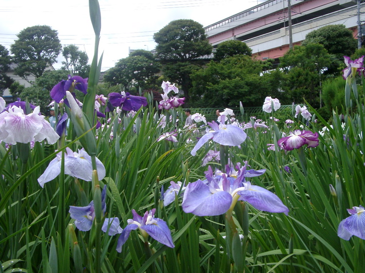 IMGP6006