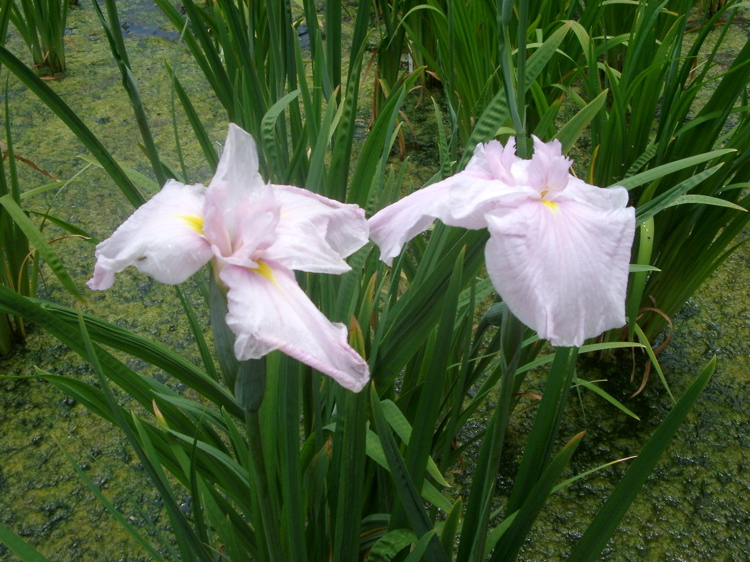 IMGP6010