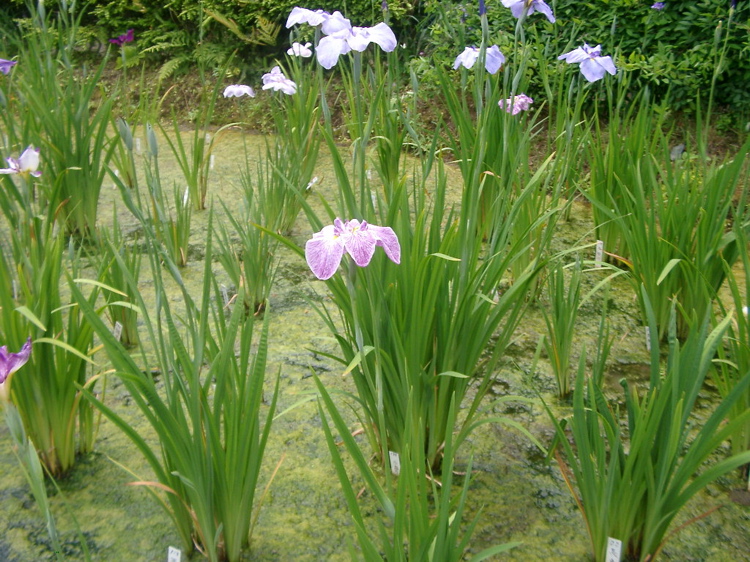 IMGP6012