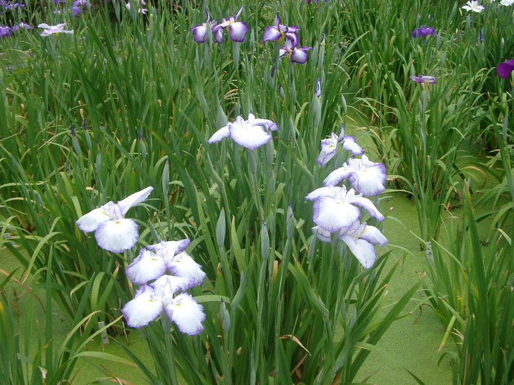 IMGP6017