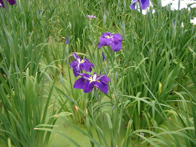 IMGP6019