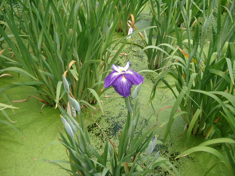 IMGP6024