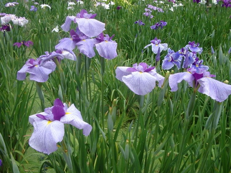 IMGP6025