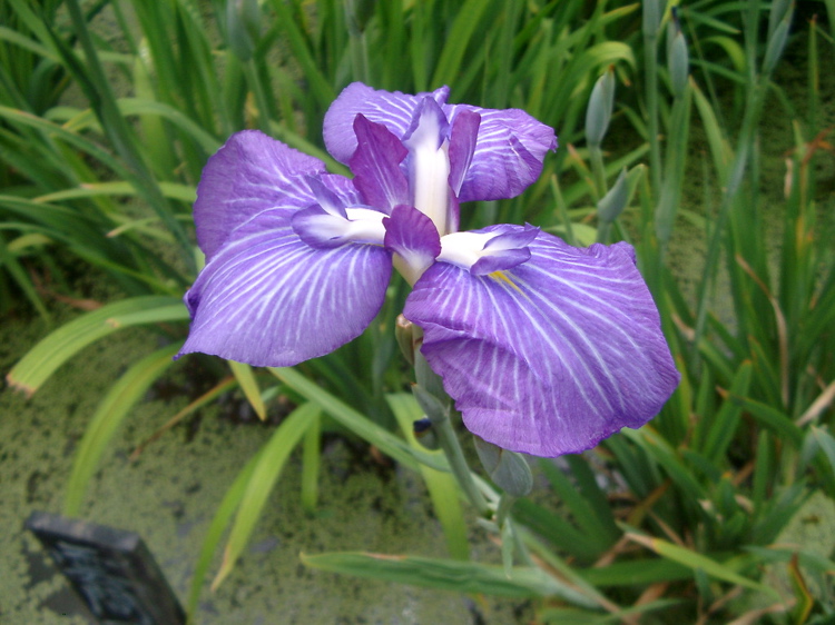 IMGP6046