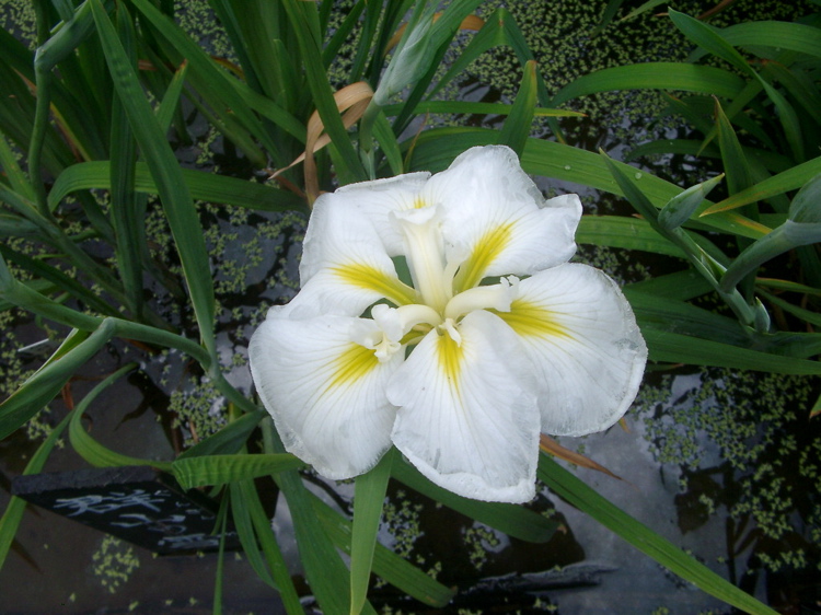 IMGP6048