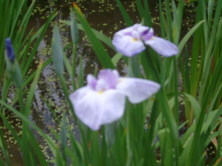 IMGP6051