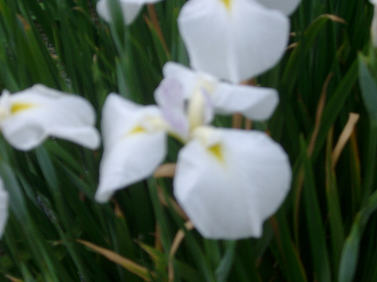 IMGP6052