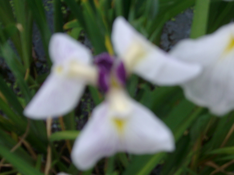 IMGP6053