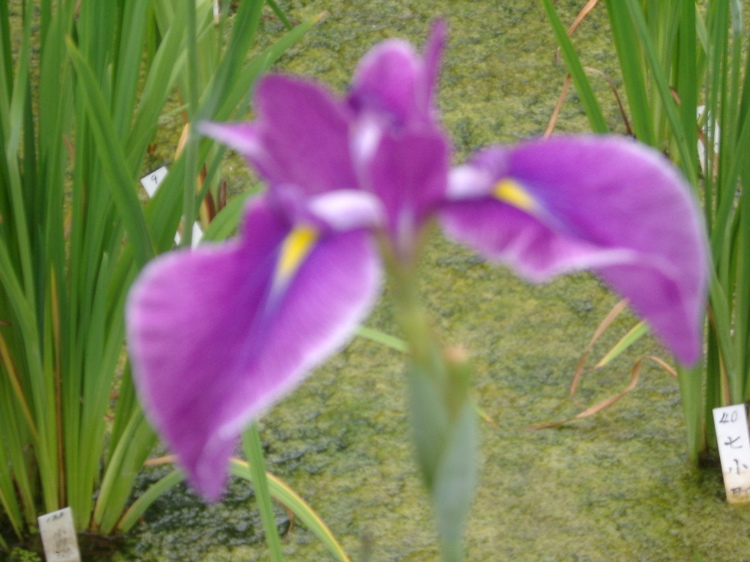 IMGP6070