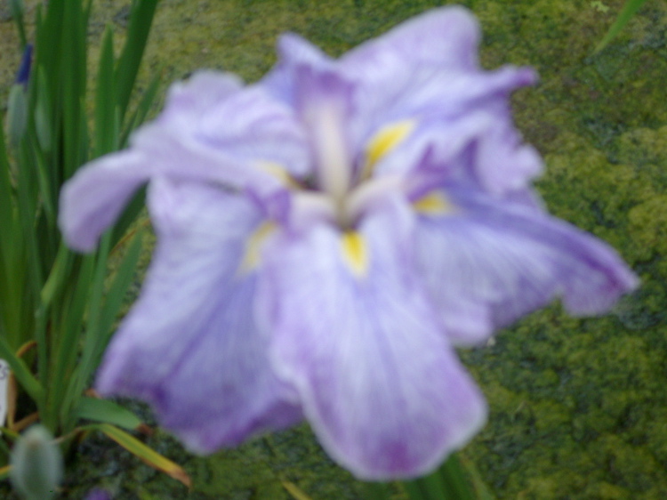 IMGP6071
