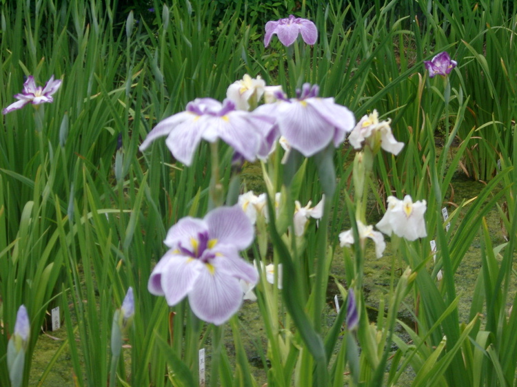 IMGP6073