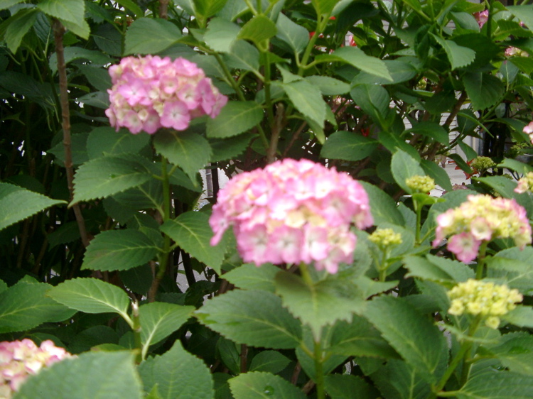 IMGP5997