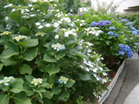 IMGP5989