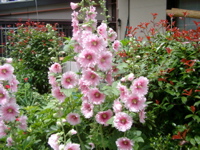 IMGP6001