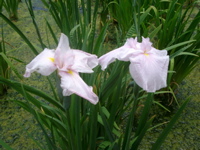IMGP6010