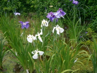 IMGP6011