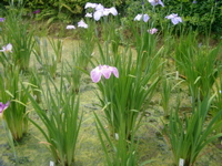 IMGP6012