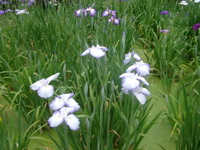IMGP6017