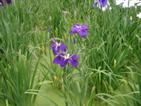 IMGP6019