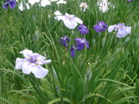 IMGP6020