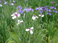 IMGP6021