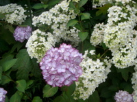 IMGP5992