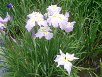 IMGP6029