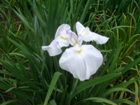 IMGP6030