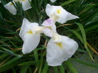 IMGP6047