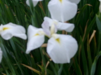 IMGP6052