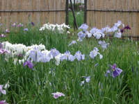 IMGP6056