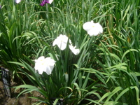 IMGP6061