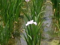 IMGP6063