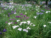 IMGP6068