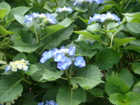 IMGP5996