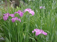 IMGP6069