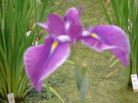 IMGP6070