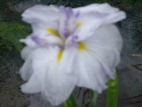 IMGP6072
