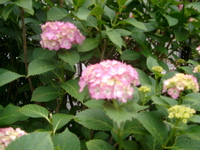 IMGP5997