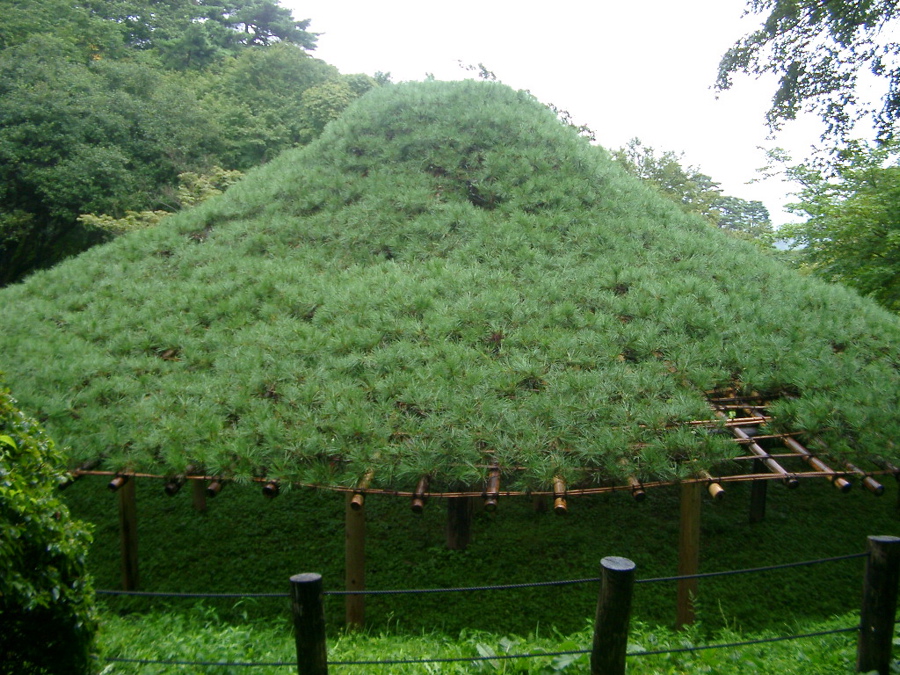IMGP6213傘松