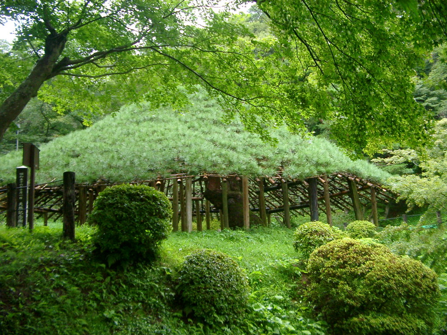 IMGP6215傘松