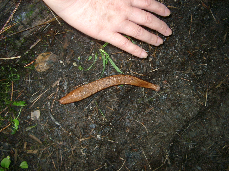 IMGP6267