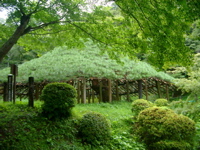 IMGP6215傘松