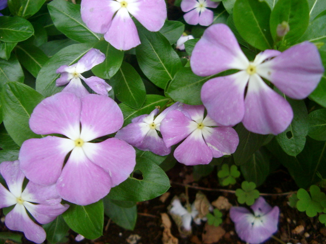 IMGP6809.JPG
