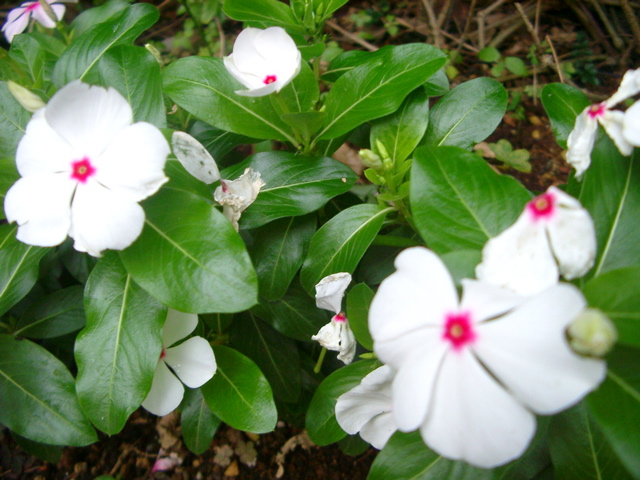 IMGP6811.JPG