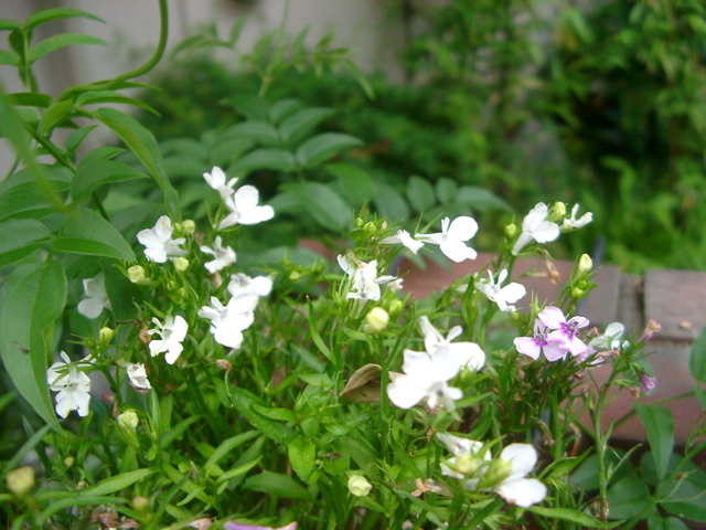 IMGP6812.JPG